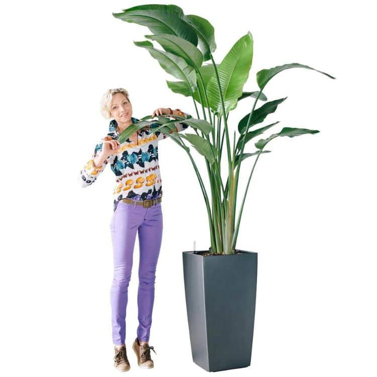 Image of Juliette standing next to extra large Bird of Paradise plant potted in Lechuza Cubico 40 planter