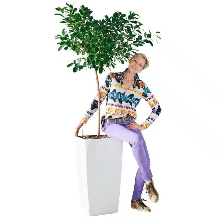 Image of Juliette, the founder of My City Plants, sitting on the white planter with Ficus Moclame plant