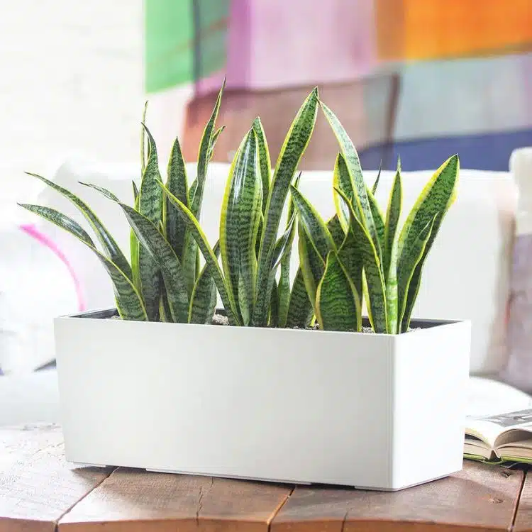 Sansevieria plant potted in Lechuza Balconera self-watering planter and placed on wooden table