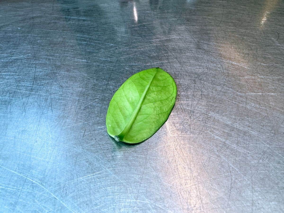 A single green ZZ plant leaf with a freshly cut end lies on a stainless steel surface, isolated and ready to dry before planting.