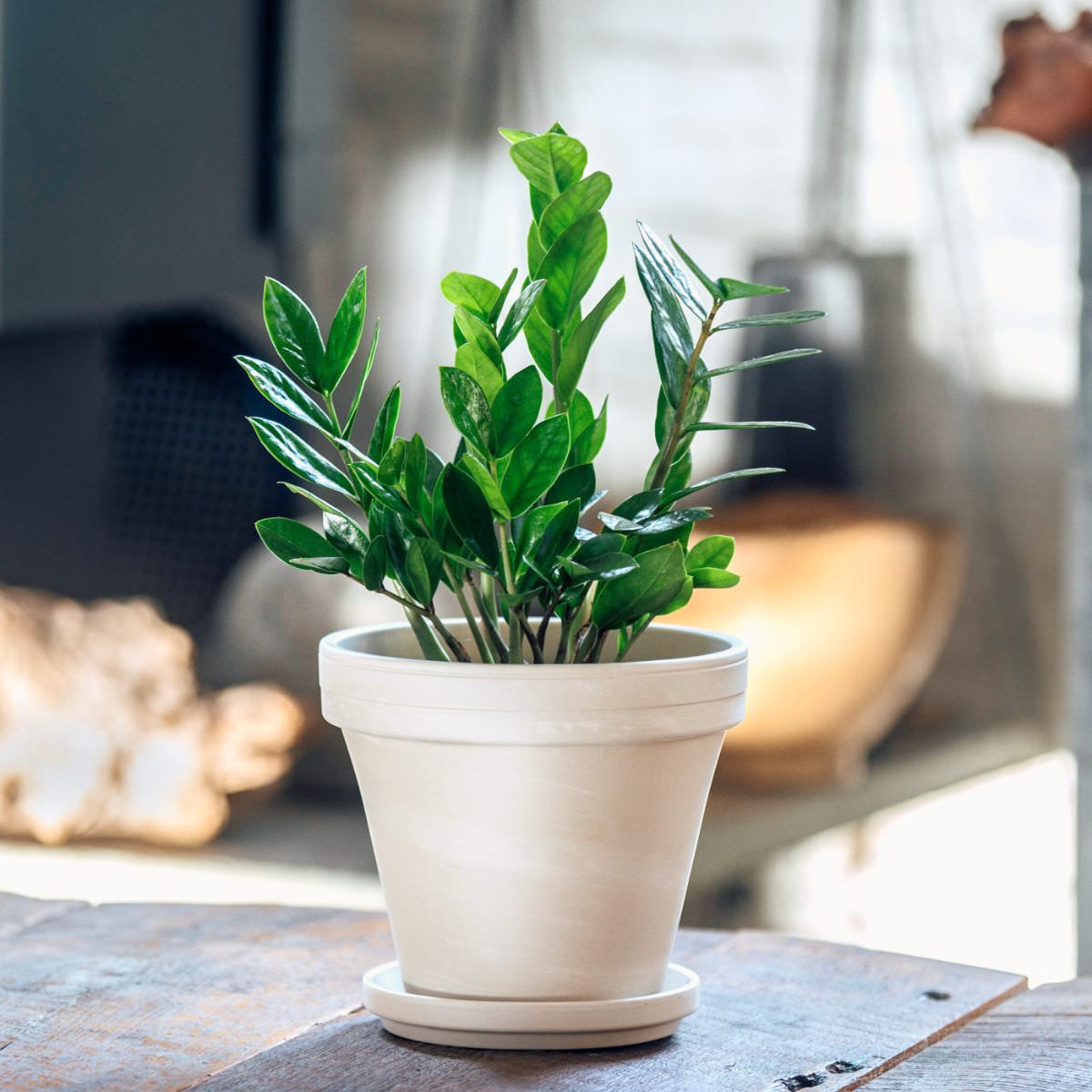 Lush green potted ZZ plant on wooden surface with sunlight casting warm glow, indoor houseplant in cream pot, home decor and gardening concept.