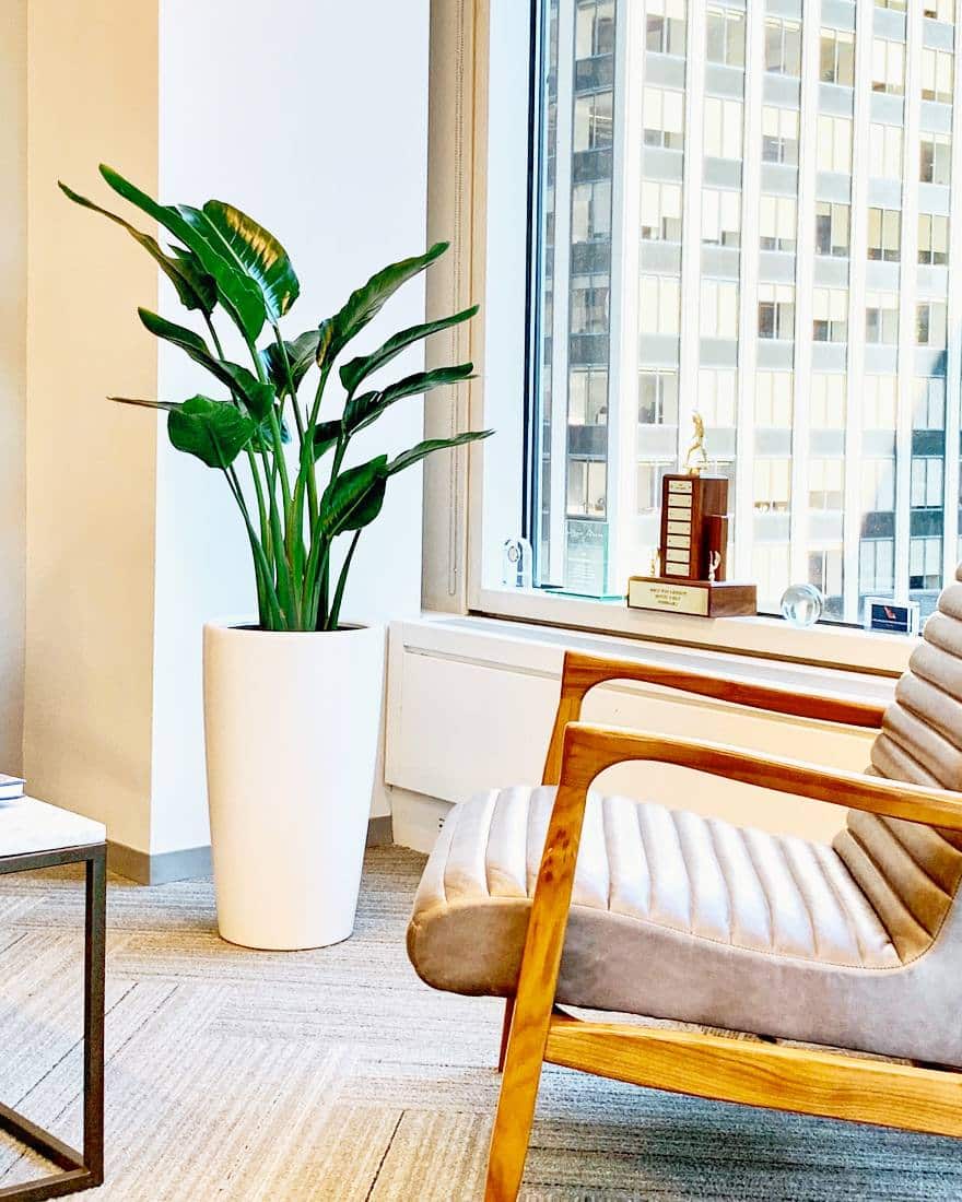A bird of paradise plant in a bright, modern office setting with large windows, a comfortable armchair, and a trophy on the windowsill.