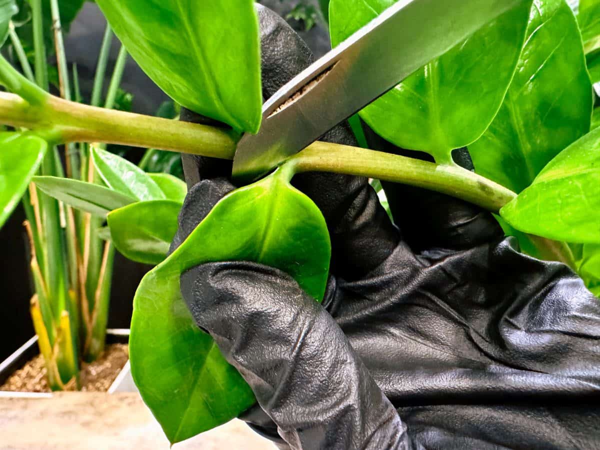 Close-up view of a gloved hand using silver pruning shears to carefully cut a leaf stem from a ZZ plant. The vibrant green leaves are in sharp focus, highlighting the precision of the cut near the main stem.
