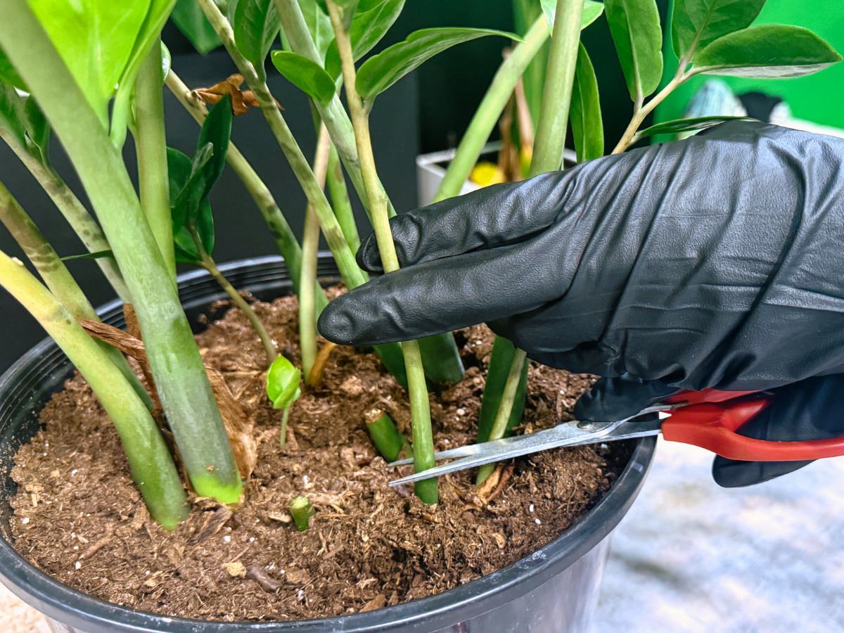 Close-up view of a person's hand in a black glove using red-handled pruning shears to trim a stem at the base of a ZZ plant. The plant is in a black pot filled with rich brown soil, surrounded by multiple green stems and leaves.