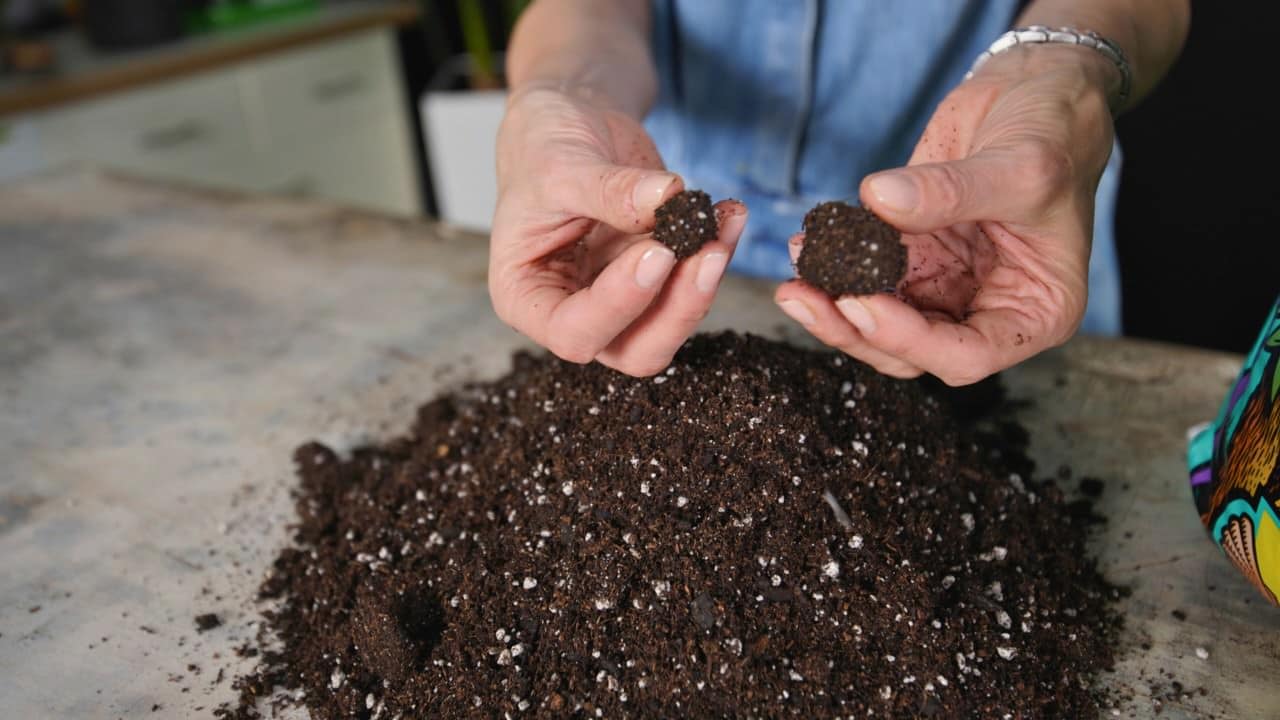 Hands holding two small clumps of dark, nutrient-rich soil above a larger pile of potting mix on a wooden surface, demonstrating soil texture and quality for gardening enthusiasts.