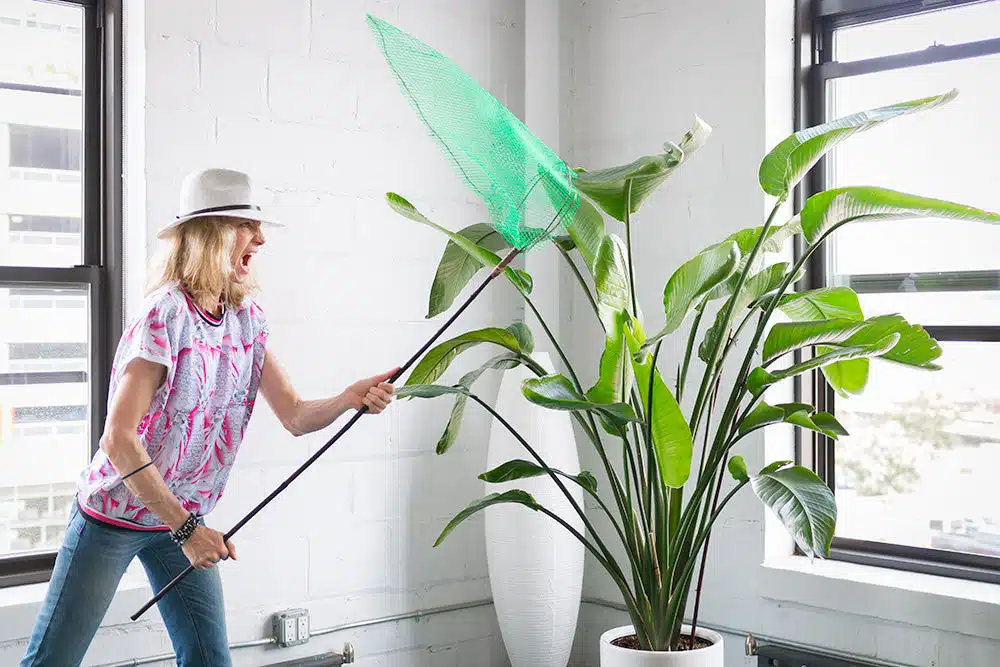 how to get rid of gnats in plants