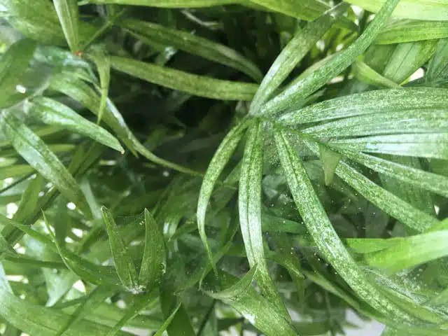Bella palm leaves covered in spider mites