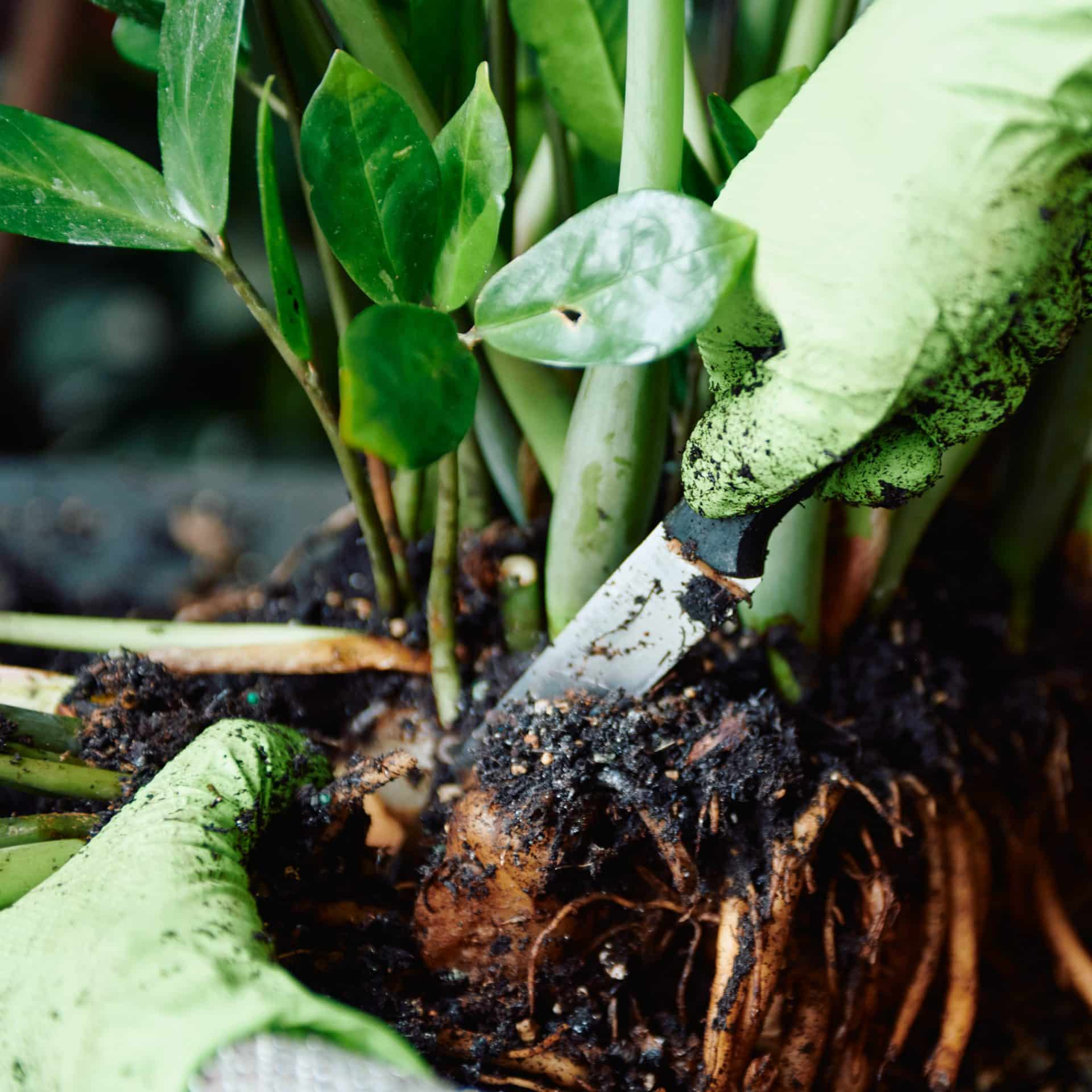 Detailed view of a gardener's gloved hands using a sharp knife to carefully separate the rhizomes of a ZZ plant. The image captures the action of cutting through dense roots and moist soil, with the focus on the blade and the roots. The background features the vibrant green leaves and stems of the plant.