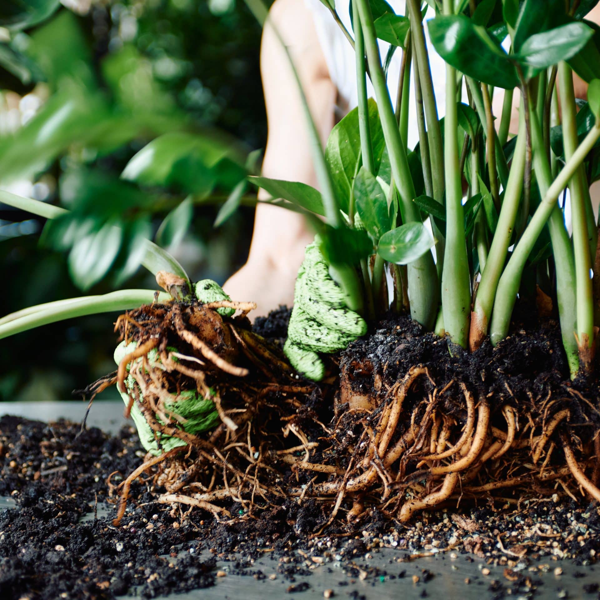 A close-up image of a gardener wearing green gloves while inspecting the rhizomes and roots of a ZZ plant. The focus is on the gardener's hands as they handle the dense network of brown roots and moist soil. Lush green leaves and stems are visibly sprouting from the top of the plant, set against a backdrop of other indoor plants.