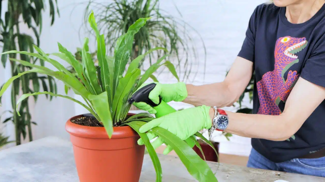 Juliette in a black T-shirt with a colorful lizard print is spraying a green leafy plant with a solution, while wearing bright green gloves. The scene includes a background with other potted plants, suggesting indoor plant care.
