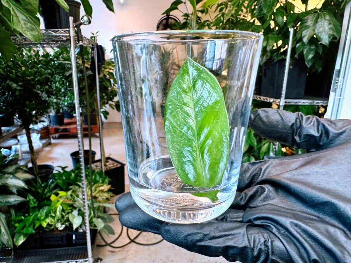 A person wearing a black glove holds a clear glass filled with water, where a single green ZZ plant leaf is placed for propagation. The background shows an indoor garden with various potted plants, creating a vibrant and lush environment.