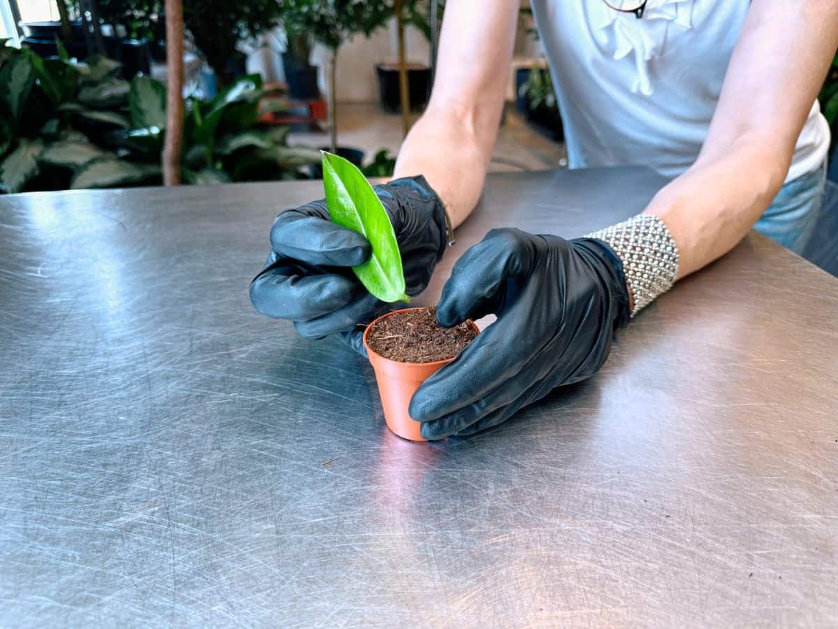 A person in black gloves is planting a ZZ plant leaf cutting into a small pot filled with soil. The leaf stands upright as the person's hands press the soil around its base to secure it in place on a stainless steel surface.