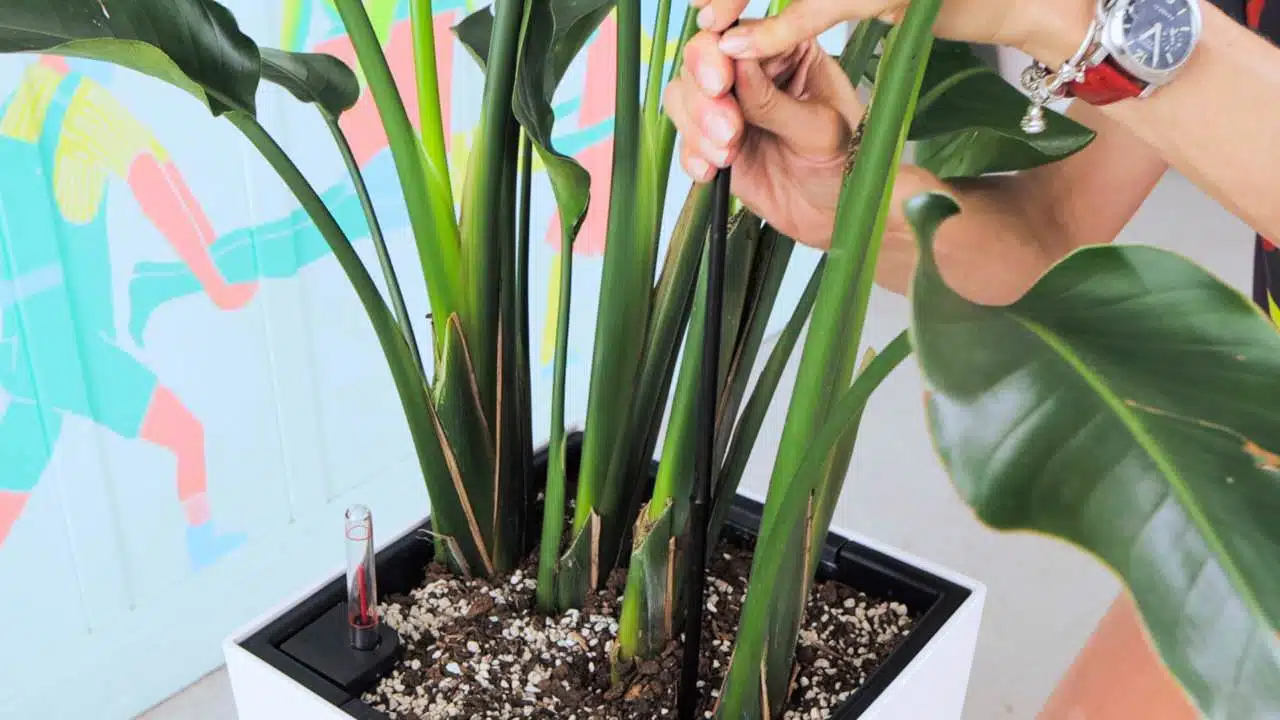 Juliette hands inserting a bamboo stake into the soil of a potted Bird of Paradise plant, against a vibrant, colorful abstract backdrop.