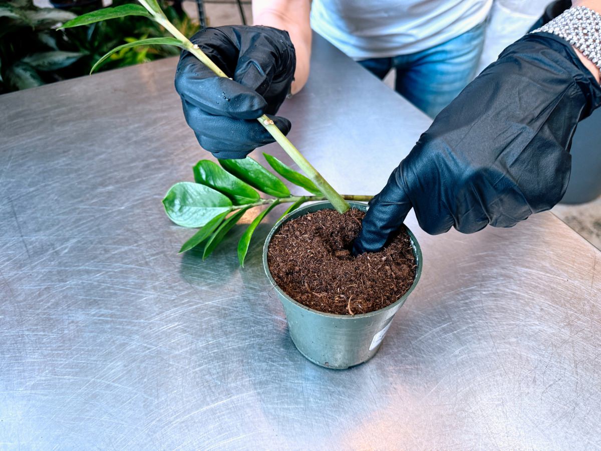 A person in black gloves is planting a ZZ plant stem into a small metal container filled with well-draining soil. One glove points into the soil where a hole about 1-2 inches deep has been made, ready for the stem's insertion.