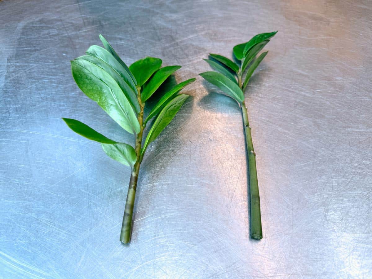 Two ZZ plant stems with leaves on a metal surface, showing the propagation preparation process. The stem on the left retains several leaves while the one on the right has only a couple, demonstrating how to strip the stem for effective propagation.