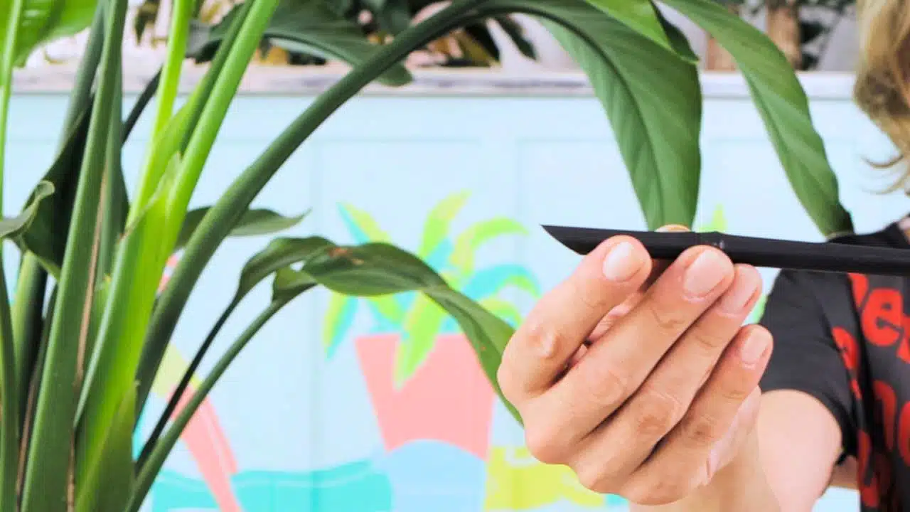 A close-up of a Juliette's hands holding a bamboo stake with a freshly cut angled end, with a blurred background of plants and colorful art.