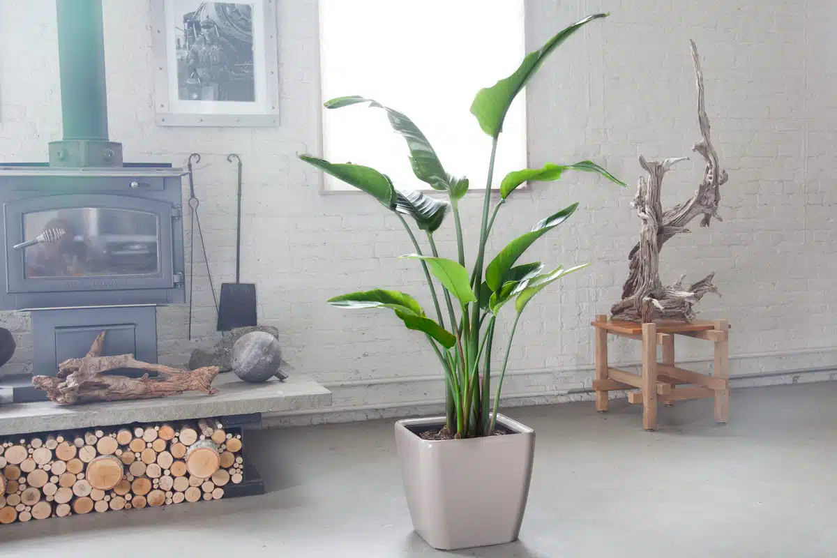 A bird of paradise plant (Strelitzia Nicolai) in a modern living space with a wood stove and artistic driftwood sculpture.