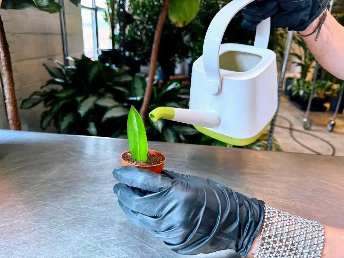 A person in black gloves waters a newly planted ZZ plant leaf in a small pot with a white and green watering can. The scene takes place on a stainless steel surface with lush indoor plants in the blurred background.