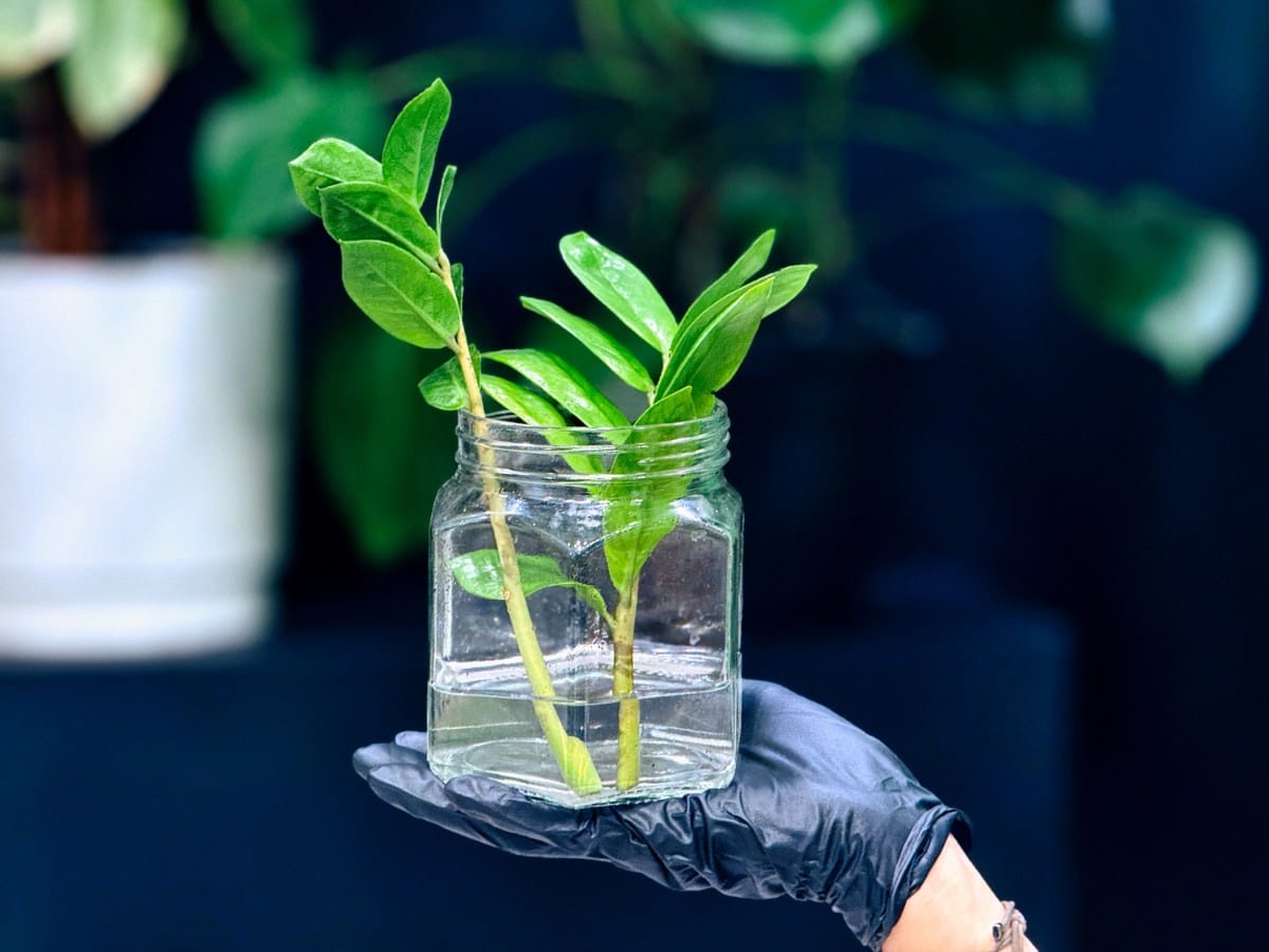 A person wearing a black glove holds a clear glass jar with a ZZ plant cutting propagating in water. The jar is filled with water, showcasing the plant's roots and several green leaves, set against a blurred background of other houseplants.