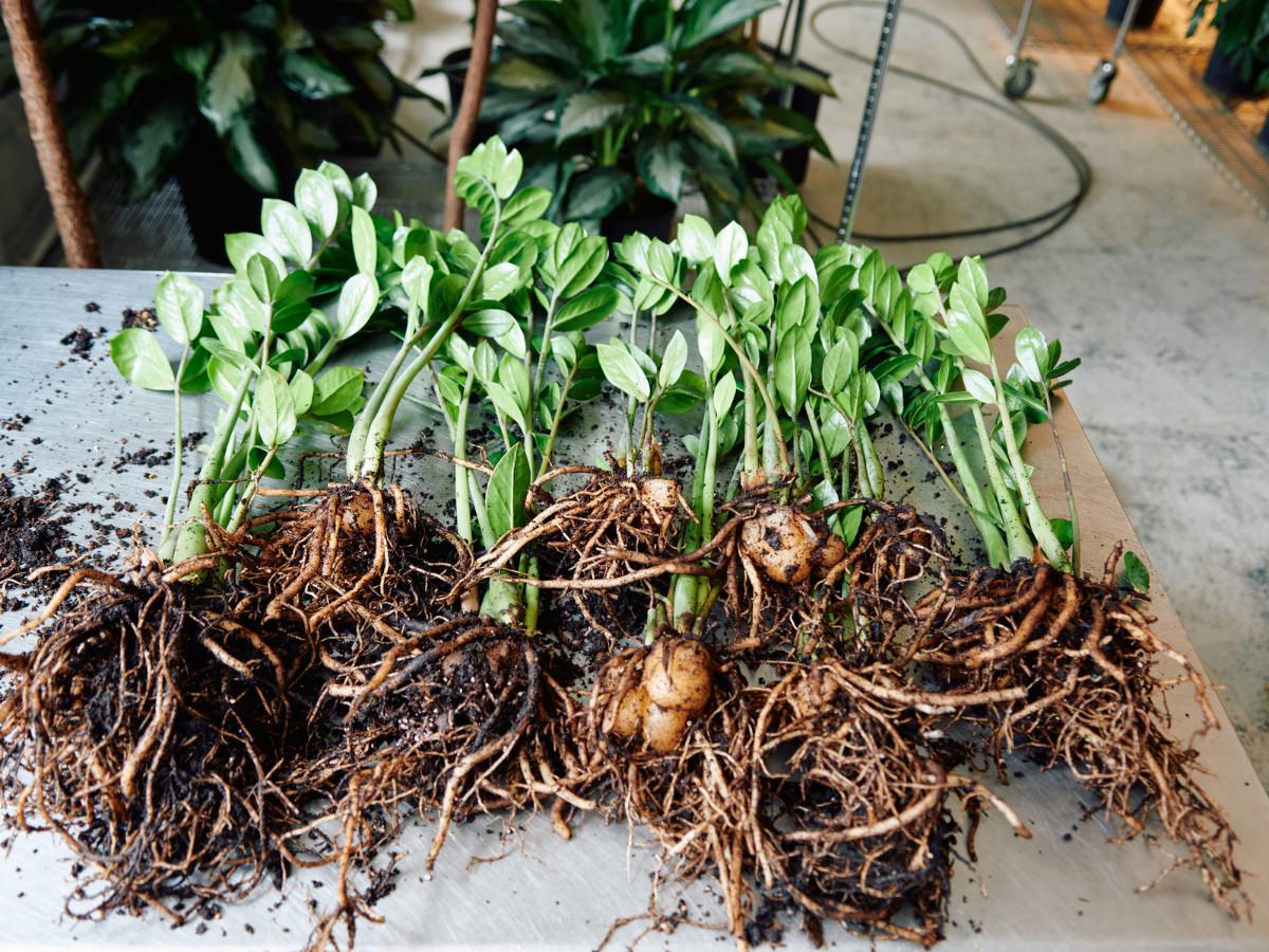 How to propagate ZZ plant guide: several ZZ plant cuttings with roots and tubers laid out on a table, ready for propagation. The plants have vibrant green leaves and a network of healthy roots, with dirt scattered on the table surface. In the background, other potted plants are slightly blurred, emphasizing the focus on the ZZ plant cuttings.