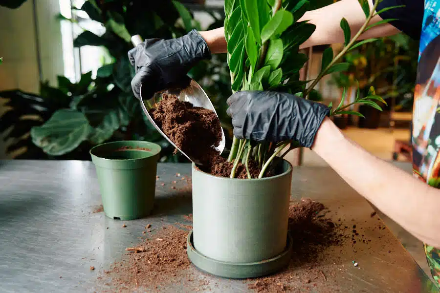 Removing a ZZ plant from its current pot for repotting - zz plant care guide