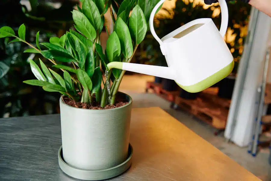 A person watering a ZZ plant in a green pot with a white watering can, demonstrating proper care after repotting.