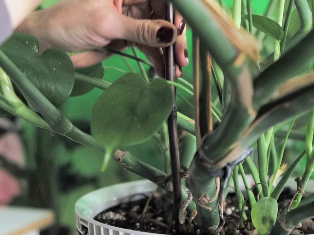 Inserting bamboo sticks into the soil