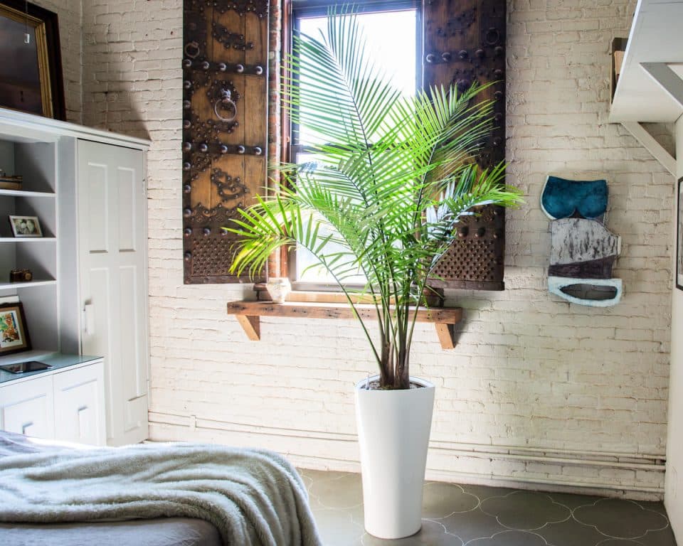 18 Best Plants For Bedroom: A Complete Guide For Beginners