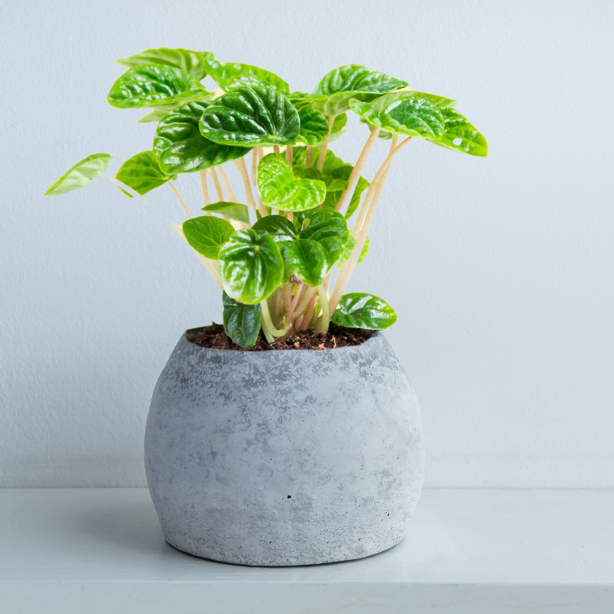 Lush green potted plant in modern concrete pot on white background