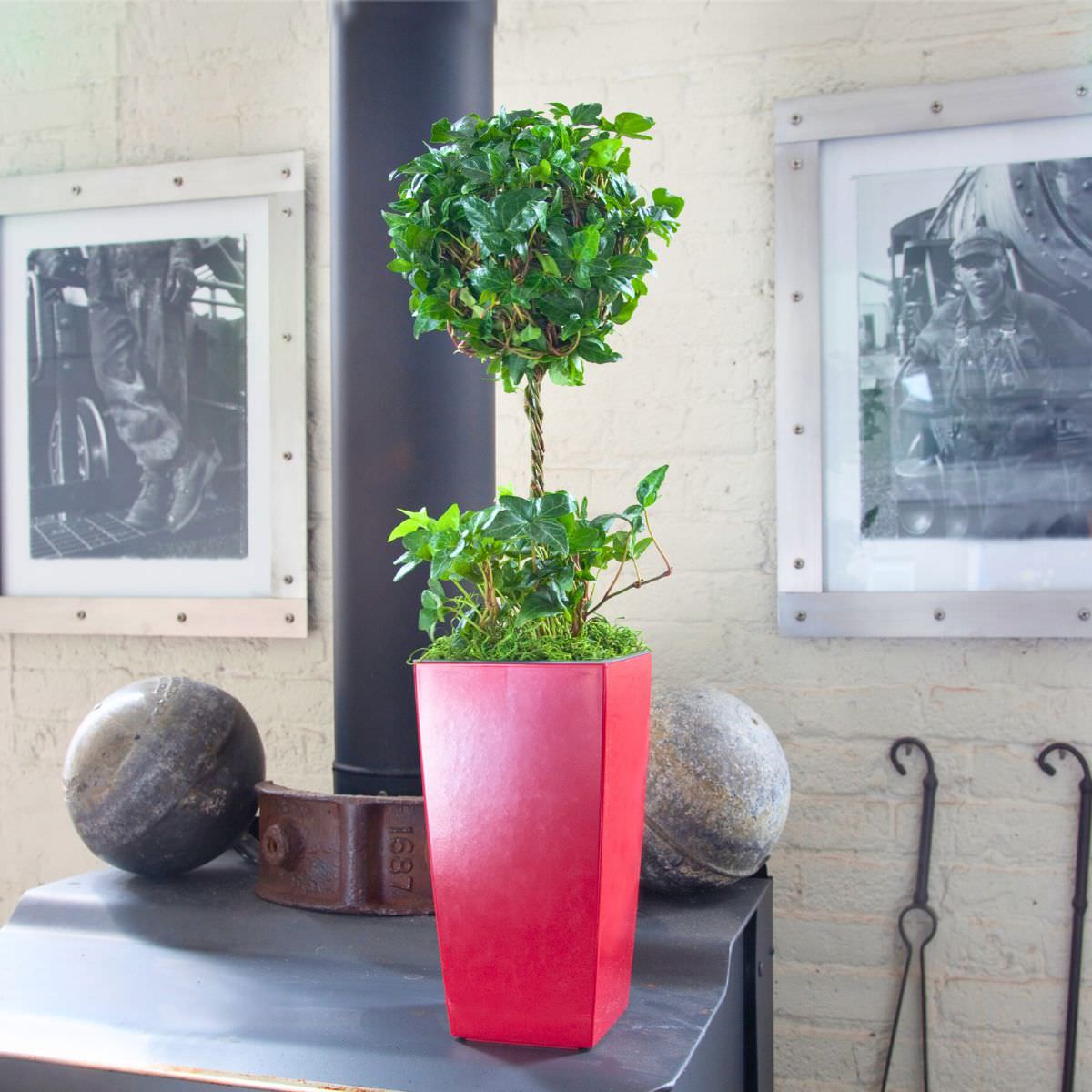 Indoor green plant in a red pot on a black shelf with vintage metal balls and framed black and white photographs in the background