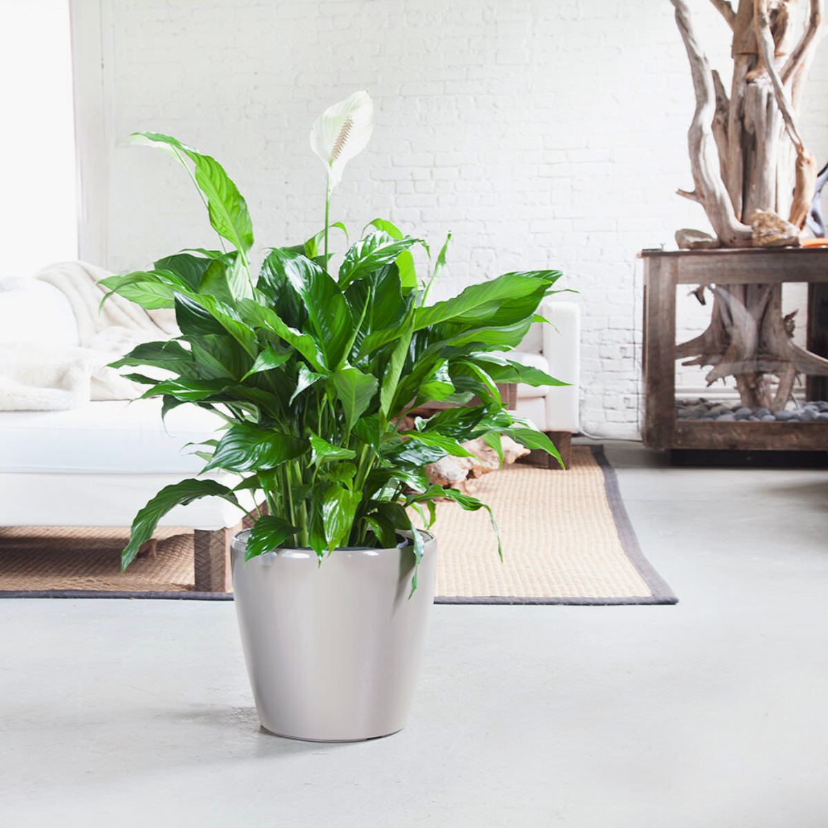A lush peace lily plant, considered one of the best plants for bedroom, in a modern white planter against a white brick wall in a bright minimalist interior.