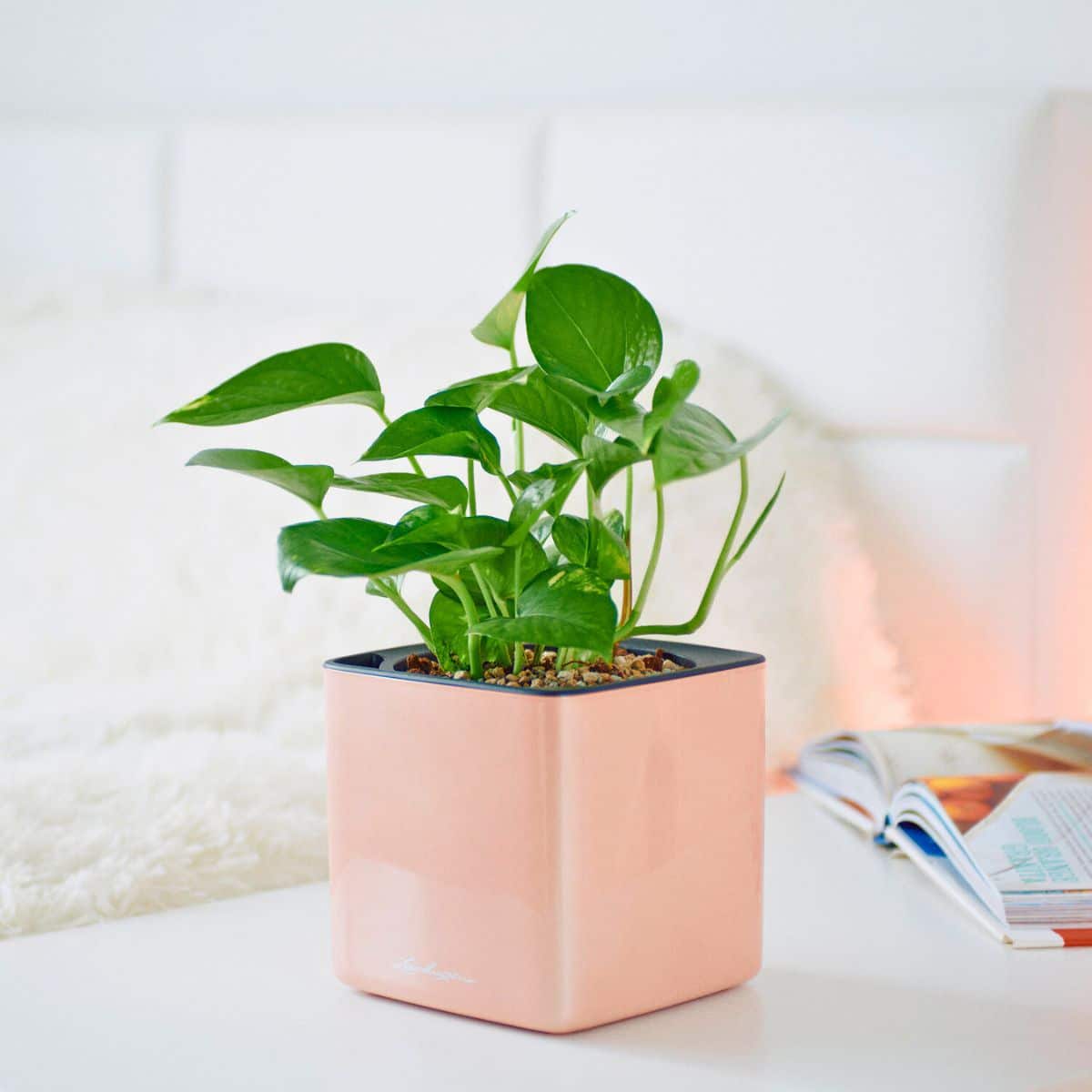 fern house plants Boston Fern | Green Moment