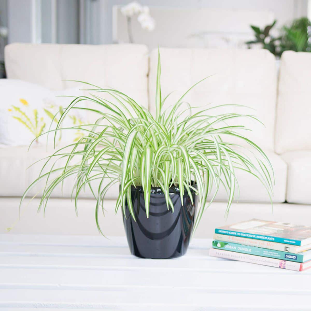 An indoor spider plant, one of the best plants for bedroom, in a black pot on a white table with home decor books and a cozy white couch in the background.