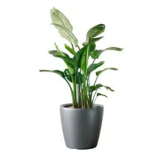Image of extra large bird of paradise plant potted in Lechuza Classico 50 charcoal metallic planter