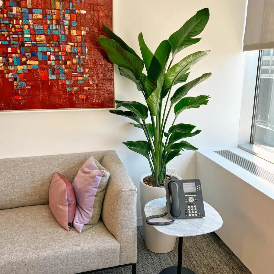 Image of Bird of Paradise plant in office reception