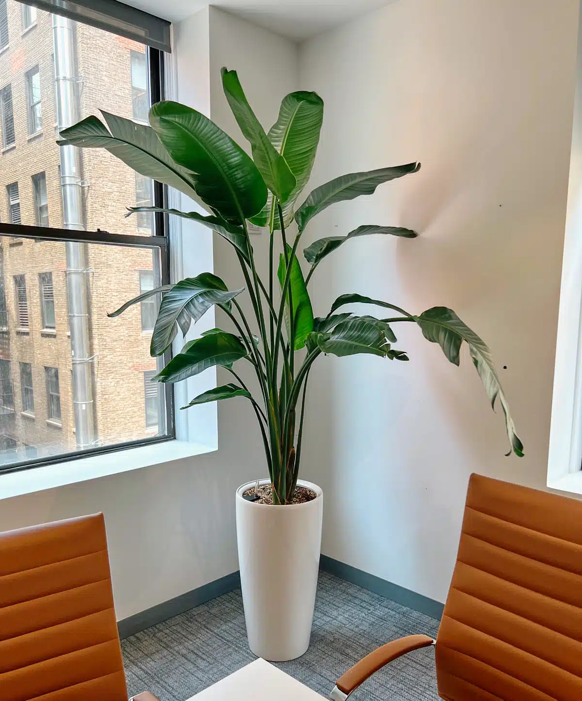 A Bird of Paradise plant in a tall white planter is positioned in the corner of a modern office, near a window offering a view of adjacent buildings, complemented by two orange chairs and a meeting table.