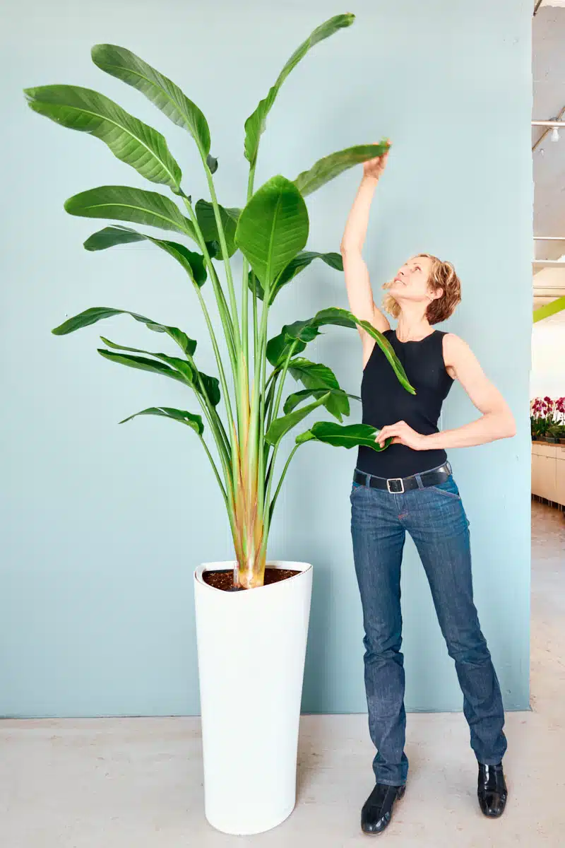 Juliette measuring the height of a tall bird of paradise plant in a white pot against a pale blue wall.