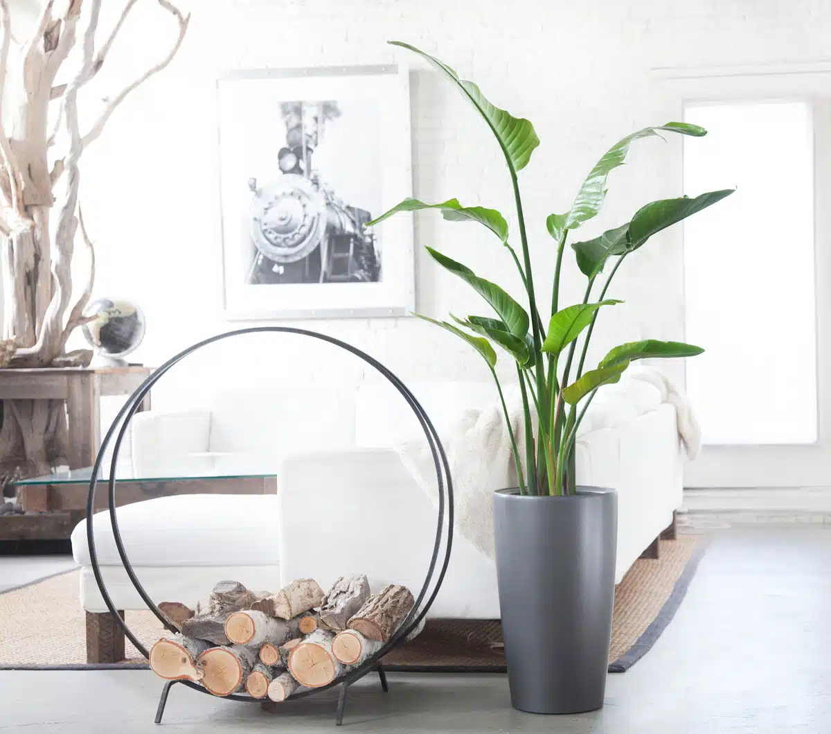 A bird of paradise plant in a tall grey pot in a bright living room with white brick walls, a circular log holder, and a plush sofa.