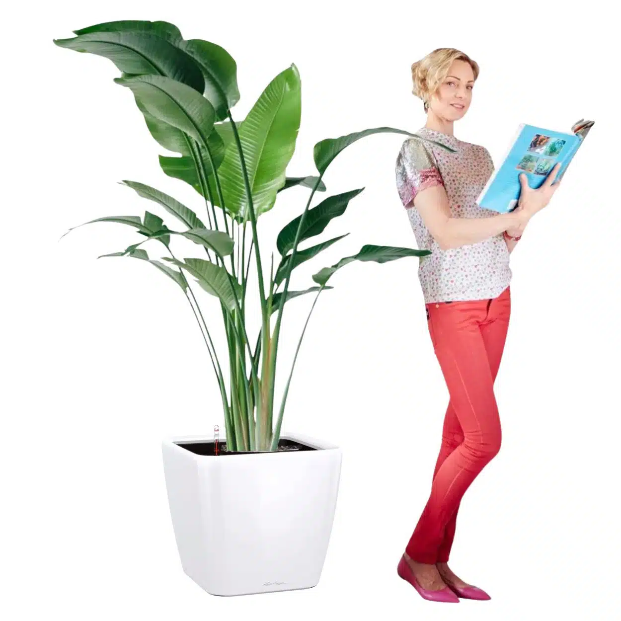 Juliette, the founder of My City Plants, standing with a book next to extra large Bird of Paradise plant potted in Lechuza Quadro 50 white planter