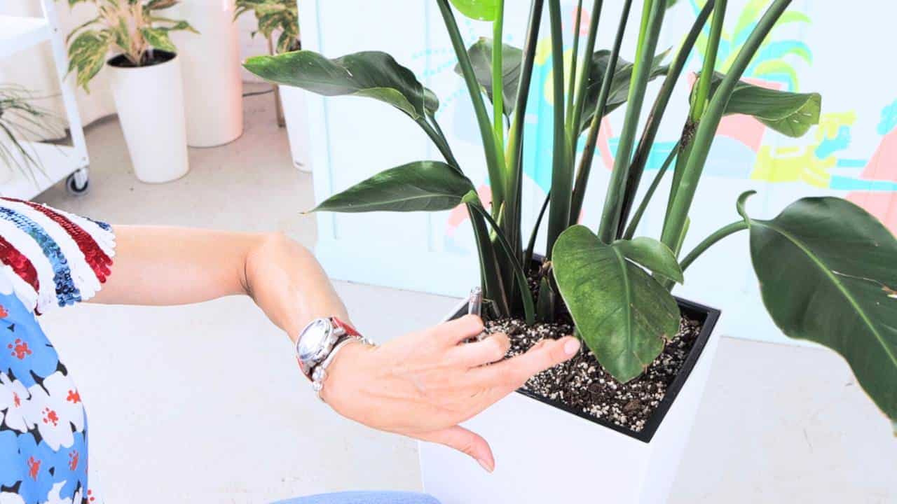 A person's arm reaching out to inspect a leaf of a Bird of Paradise plant, possibly checking for signs of spider mite infestation, in a bright indoor setting with various plants in the background.