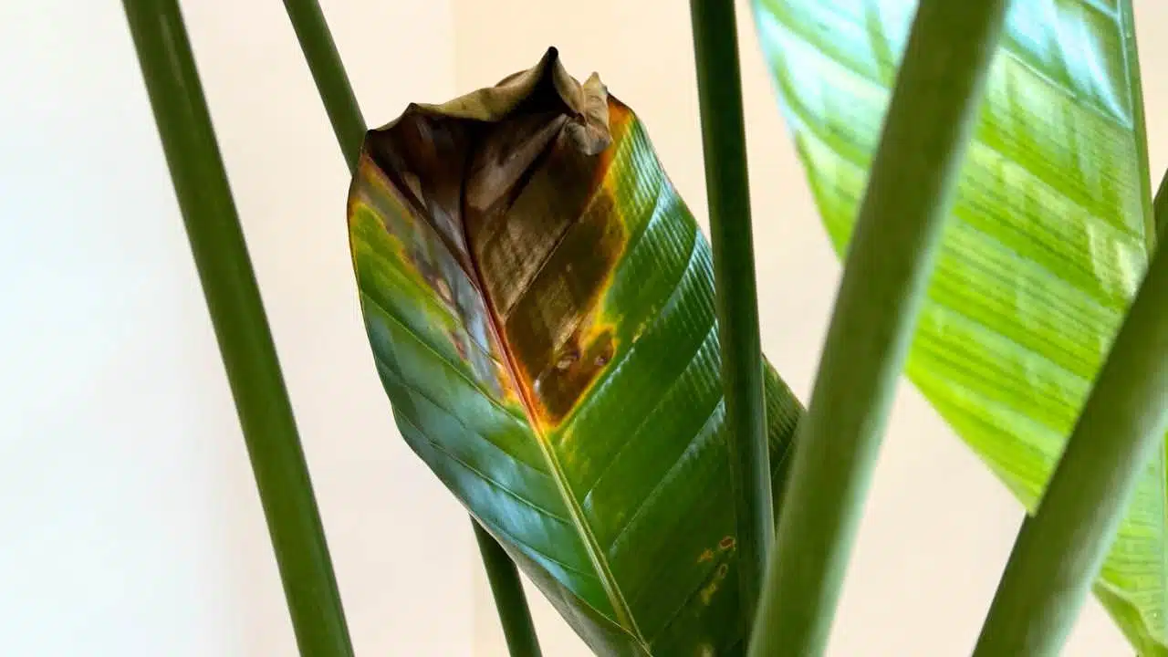 A close-up of a browning bird of paradise leaf, showing signs of plant stress or disease.