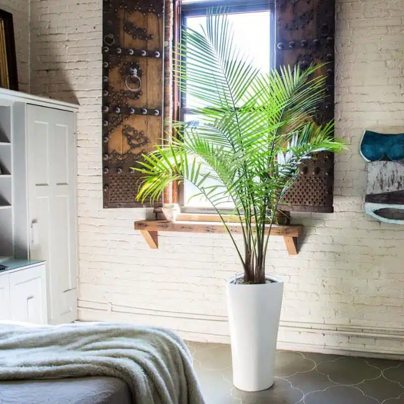 Image of a tropical plant potted in white planter and placed in New York City loft