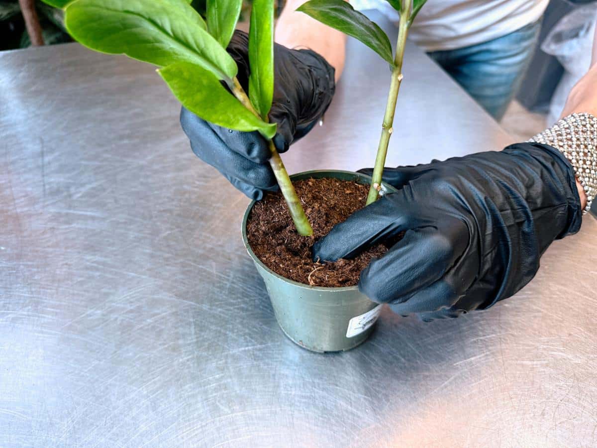 A person in black gloves is inserting two calloused ZZ plant stems into a small container of well-draining soil. One hand supports the stems while the other ensures the placement into the prepared holes.