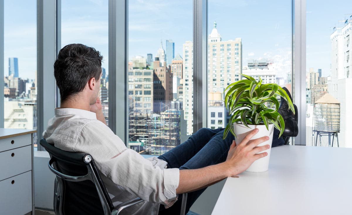 caring for your office plant