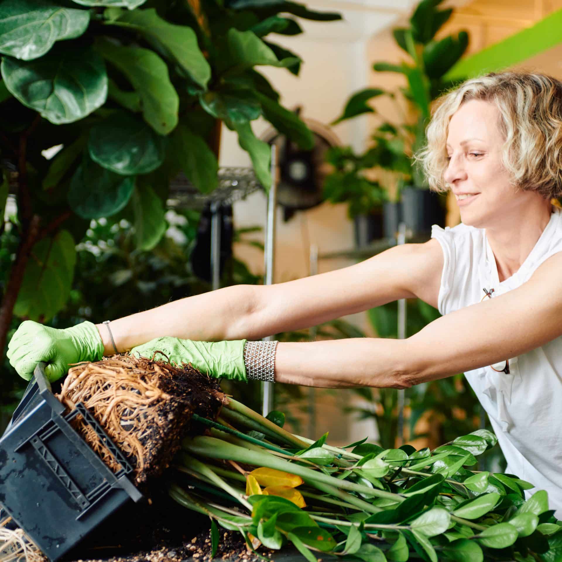 Juliette in a casual white top and wearing green gardening gloves is carefully removing a ZZ plant from its pot. She is focused on the task, surrounded by lush greenery in a well-lit indoor garden area. The roots and soil are visible as she holds the plant, emphasizing the repotting process.