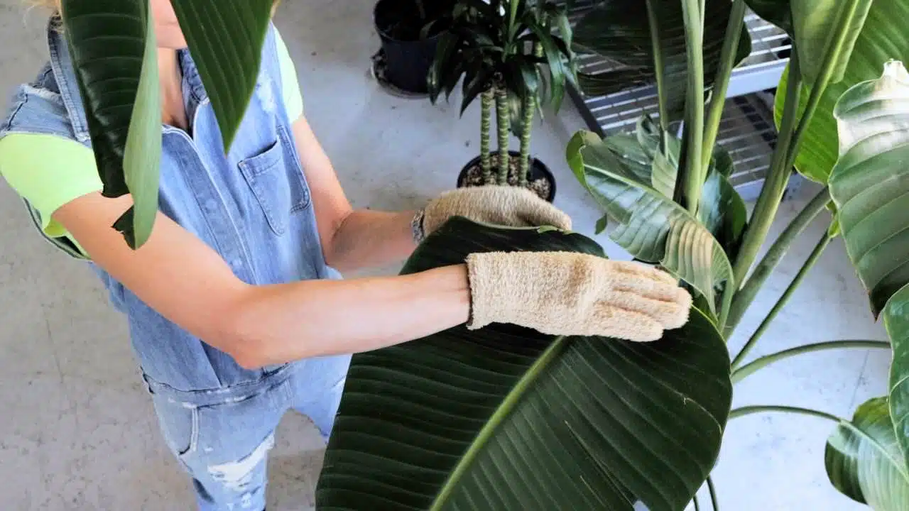 Juliette wearing microfiber dusting gloves cleaning a large leaf of a bird of paradise plant.