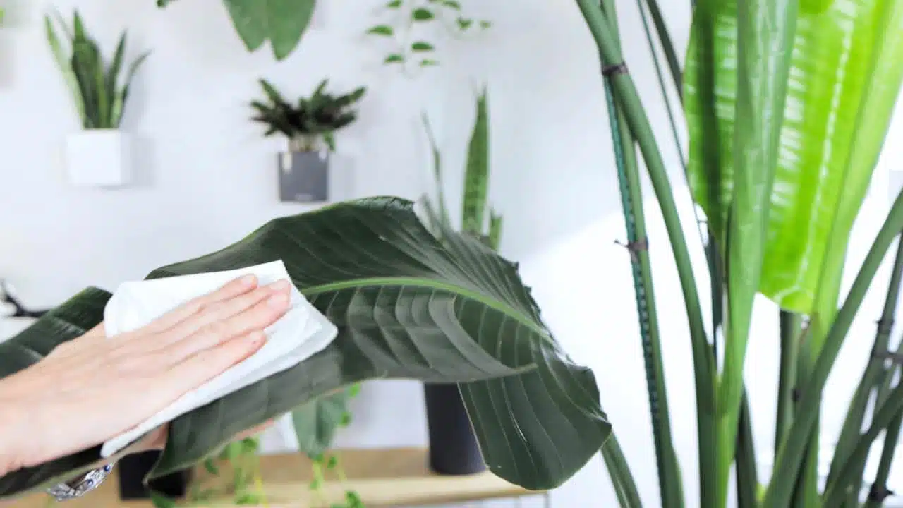 A hand wiping a bird of paradise leaf with a white cloth, part of regular plant maintenance to ensure healthy foliage.