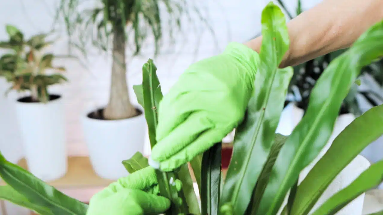 Hands in green gloves gently cleaning the leaves of a plant with a cotton ball to remove scale insects, against a blurred background of other potted plants.