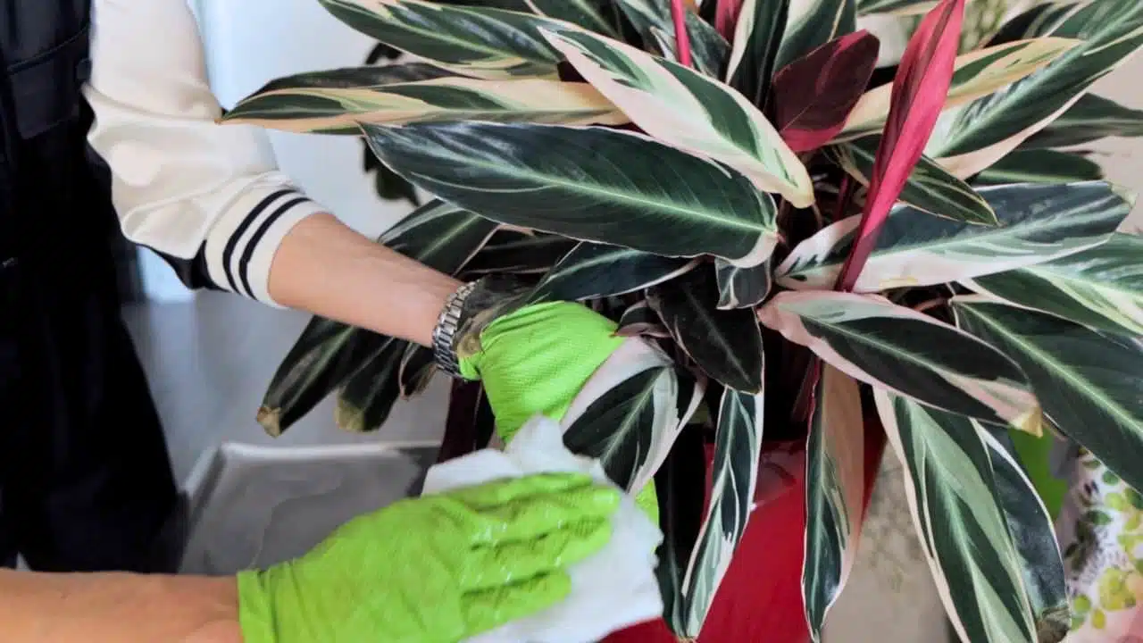 Close-up of Juliette's hands in green gloves gently wiping the leaves of a variegated plant with a white cloth, taking care to clean each leaf thoroughly