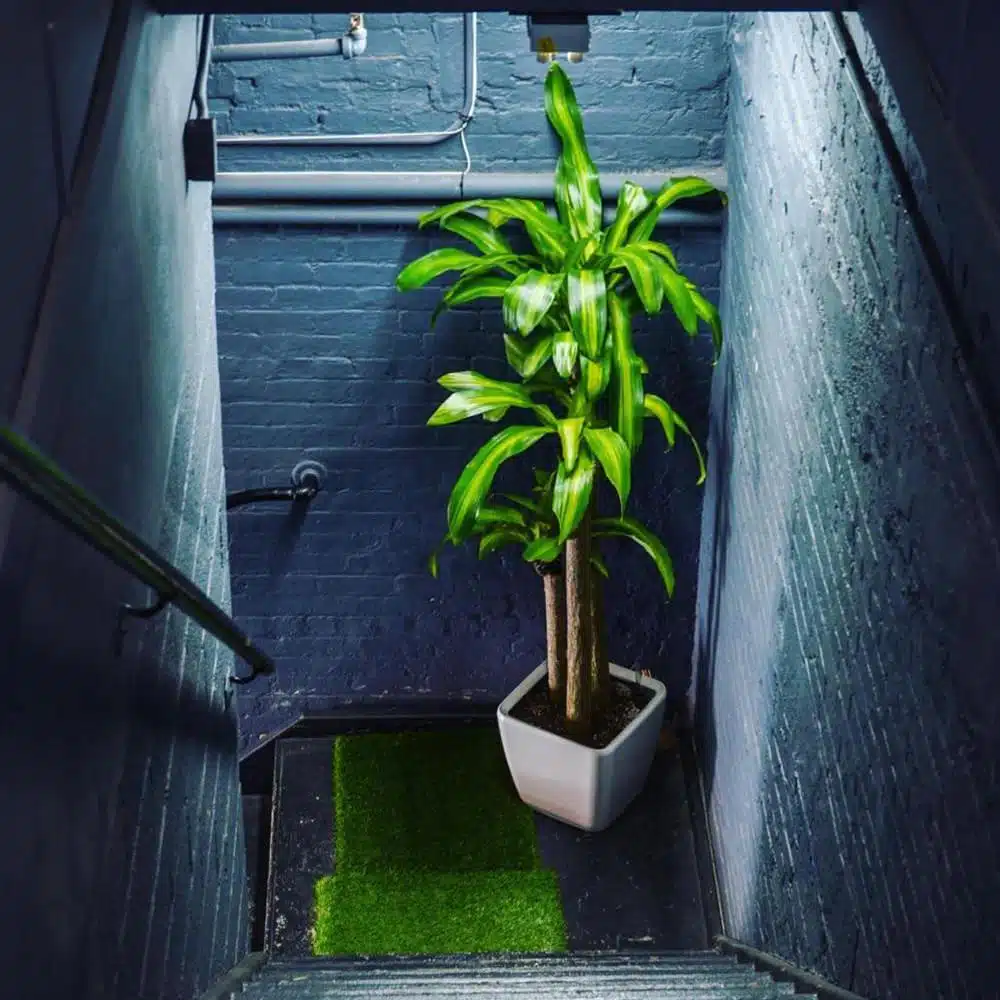 Image of Dracaena Fragrans a.k.a. Corn plant in the dark hallway